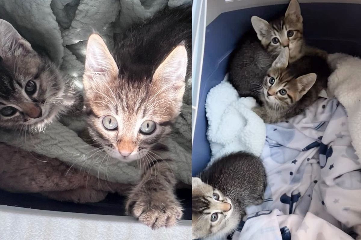 Staff Find Young Cat and 3 Kittens with a Note Outside, Within Minutes, Their Lives Transformed Forever